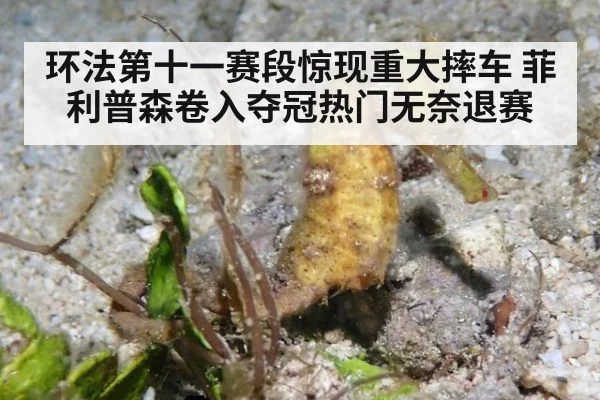 环法第十一赛段惊现重大摔车 菲利普森卷入夺冠热门无奈退赛